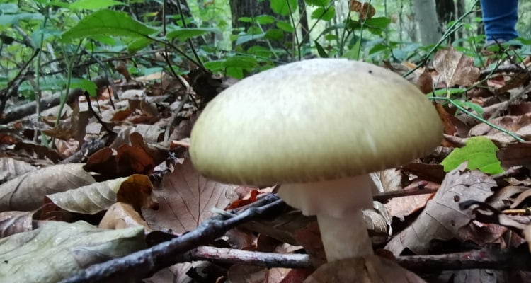 Köygöçüren mantarı nedir?